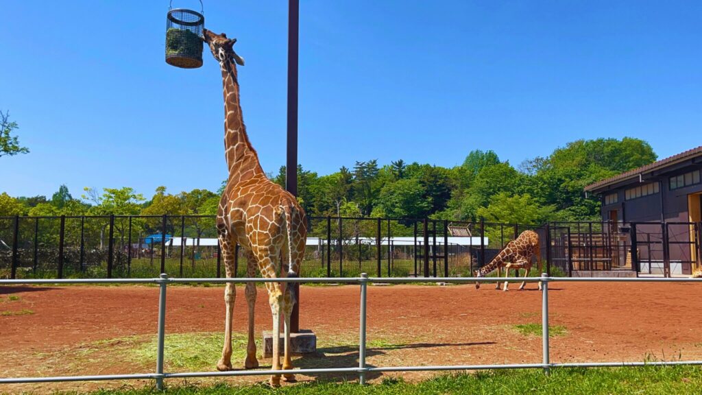 埼玉県子ども動物自然公園のテラスのキリン