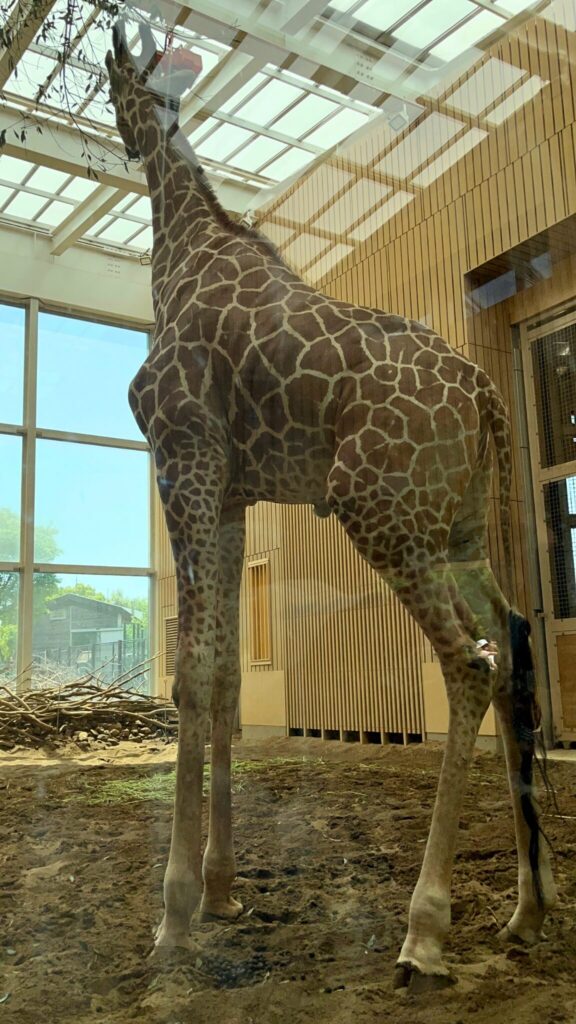 埼玉県子ども動物自然公園の建物内のキリン