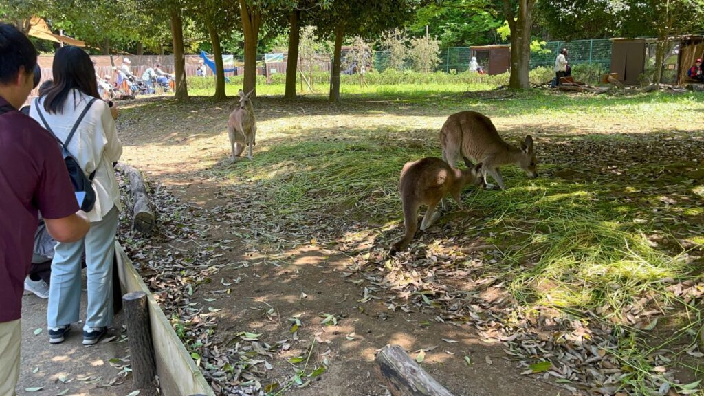 埼玉県子ども動物自然公園のカンガルー