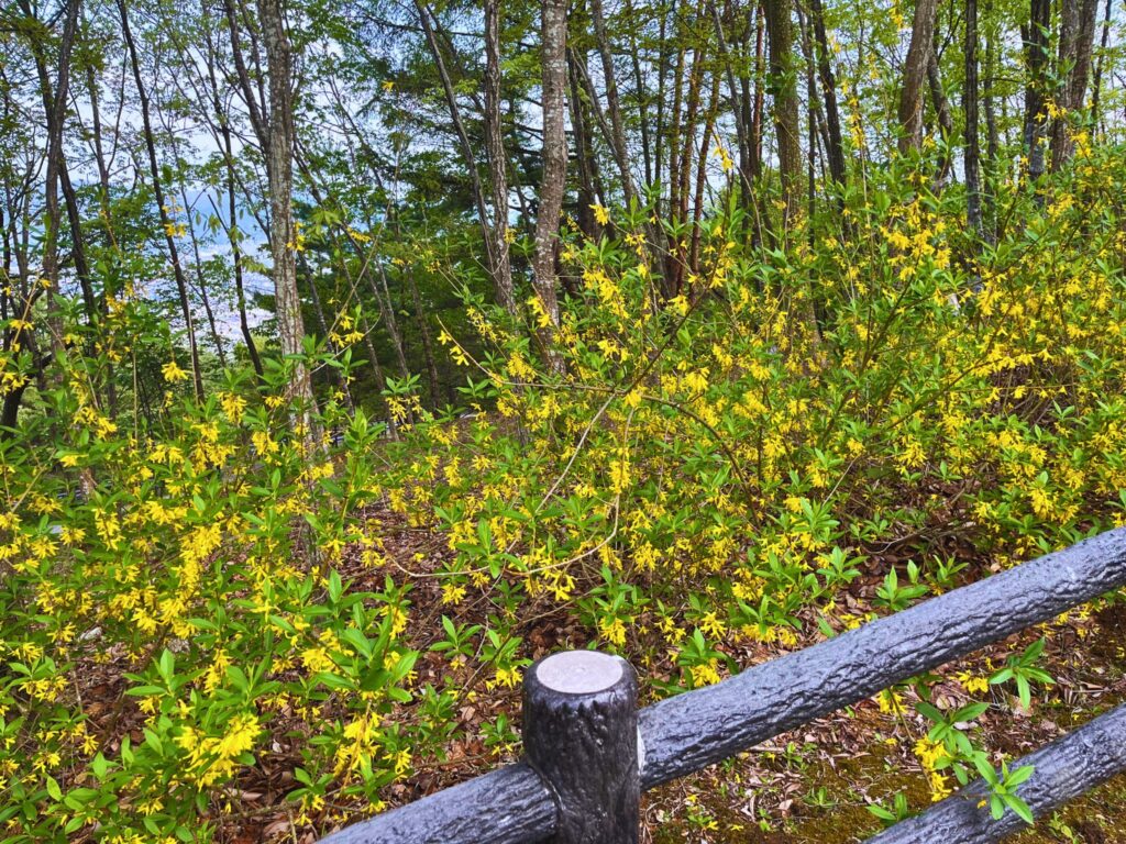 地附山公園に咲くレンギョウ